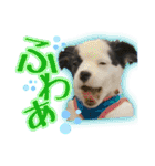 黒イヌぶんちゃんの子供達です。（個別スタンプ：38）
