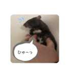 うちのこねずみ（個別スタンプ：7）