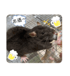 うちのこねずみ（個別スタンプ：9）