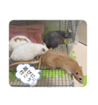 うちのこねずみ（個別スタンプ：11）