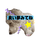 ナラファミリー16（個別スタンプ：11）