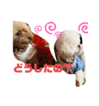ナラファミリー16（個別スタンプ：15）