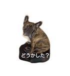 フレンチブルドッグの心（個別スタンプ：5）