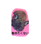 フレンチブルドッグの心（個別スタンプ：6）