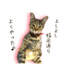 ねころぶ...わんこも一緒に（個別スタンプ：3）