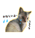 ねころぶ...わんこも一緒に（個別スタンプ：4）