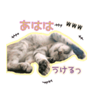 ねころぶ...わんこも一緒に（個別スタンプ：13）