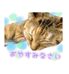 ねころぶ...わんこも一緒に（個別スタンプ：14）