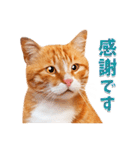 毎日使える♪茶トラと茶白ねこ大集合（個別スタンプ：9）