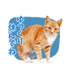 毎日使える♪茶トラと茶白ねこ大集合（個別スタンプ：29）