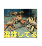 蟹のスタンプ（個別スタンプ：2）