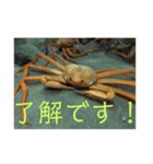 蟹のスタンプ（個別スタンプ：6）