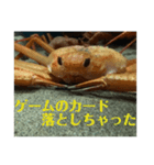 蟹のスタンプ（個別スタンプ：12）