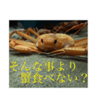 蟹のスタンプ（個別スタンプ：13）