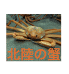 蟹のスタンプ（個別スタンプ：16）