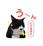 にゃんむ天皇＆たがう姫 ver2（個別スタンプ：5）