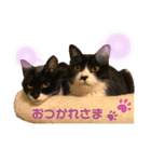 にゃんむ天皇＆たがう姫 ver2（個別スタンプ：15）