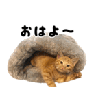 かうすとぼたん（個別スタンプ：3）