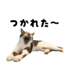 かうすとぼたん（個別スタンプ：11）
