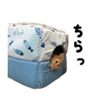 かうすとぼたん（個別スタンプ：12）