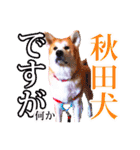 秋田犬ぎんが（個別スタンプ：1）