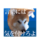 秋田犬ぎんが（個別スタンプ：5）