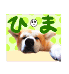 秋田犬ぎんが（個別スタンプ：8）