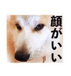 秋田犬ぎんが（個別スタンプ：12）