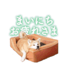 秋田犬ぎんが（個別スタンプ：17）