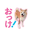 秋田犬ぎんが（個別スタンプ：19）