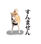 秋田犬ぎんが（個別スタンプ：25）