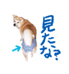 秋田犬ぎんが（個別スタンプ：26）