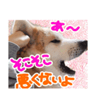 秋田犬ぎんが（個別スタンプ：28）