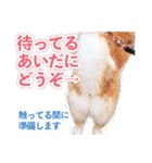 秋田犬ぎんが（個別スタンプ：29）