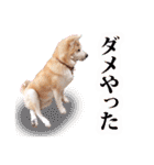 秋田犬ぎんが（個別スタンプ：33）