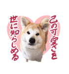 秋田犬ぎんが（個別スタンプ：36）