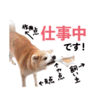 秋田犬ぎんが（個別スタンプ：37）