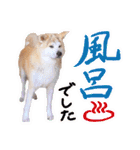 秋田犬ぎんが（個別スタンプ：38）