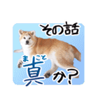 秋田犬ぎんが（個別スタンプ：39）