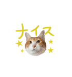 弟の友達のねこちゃん（個別スタンプ：22）