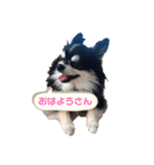 ちわわわー2（個別スタンプ：1）