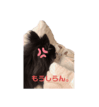 ちわわわー2（個別スタンプ：4）