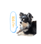 ちわわわー2（個別スタンプ：6）