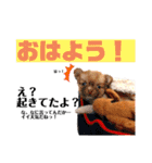 Diegoくんの日常（個別スタンプ：1）