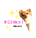 Diegoくんの日常（個別スタンプ：4）