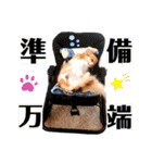 Diegoくんの日常（個別スタンプ：17）