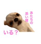 チワワのユキちゃん（個別スタンプ：1）