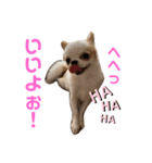 チワワのユキちゃん（個別スタンプ：2）