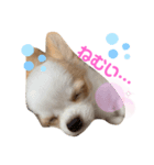 チワワのユキちゃん（個別スタンプ：3）