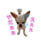 チワワのユキちゃん（個別スタンプ：4）